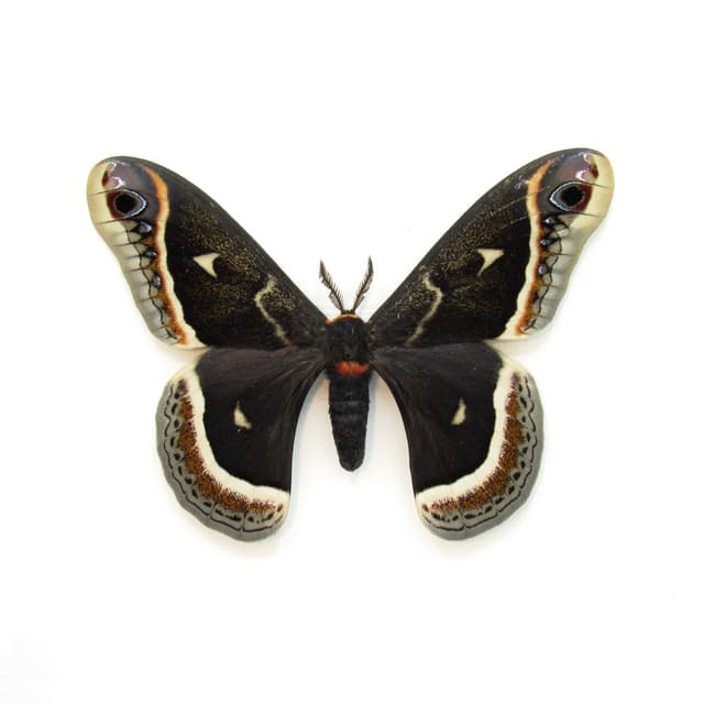 Rare Calleta Silkmoth framed taxidermy - Eupackardia calleta