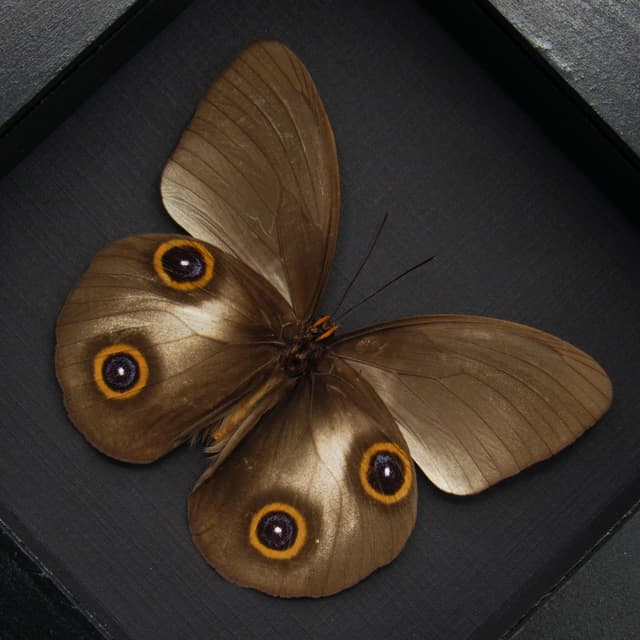 Real Owl butterfly framed taxidermy - Taenaris urania - dark form