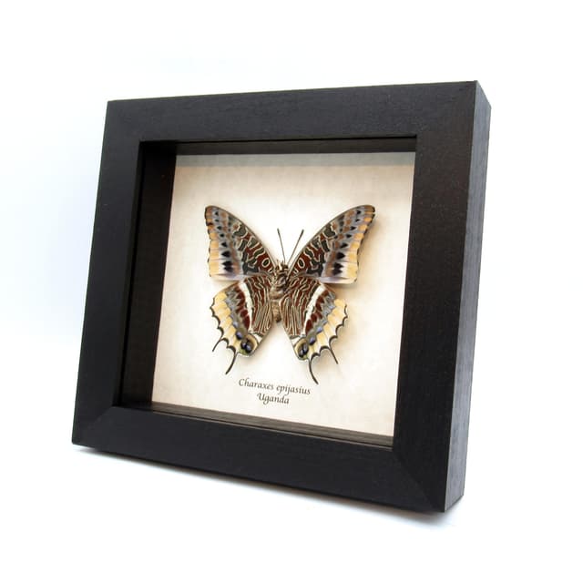 Real Two-tailed Pasha butterfly framed taxidermy - Charaxes epijasius - large female