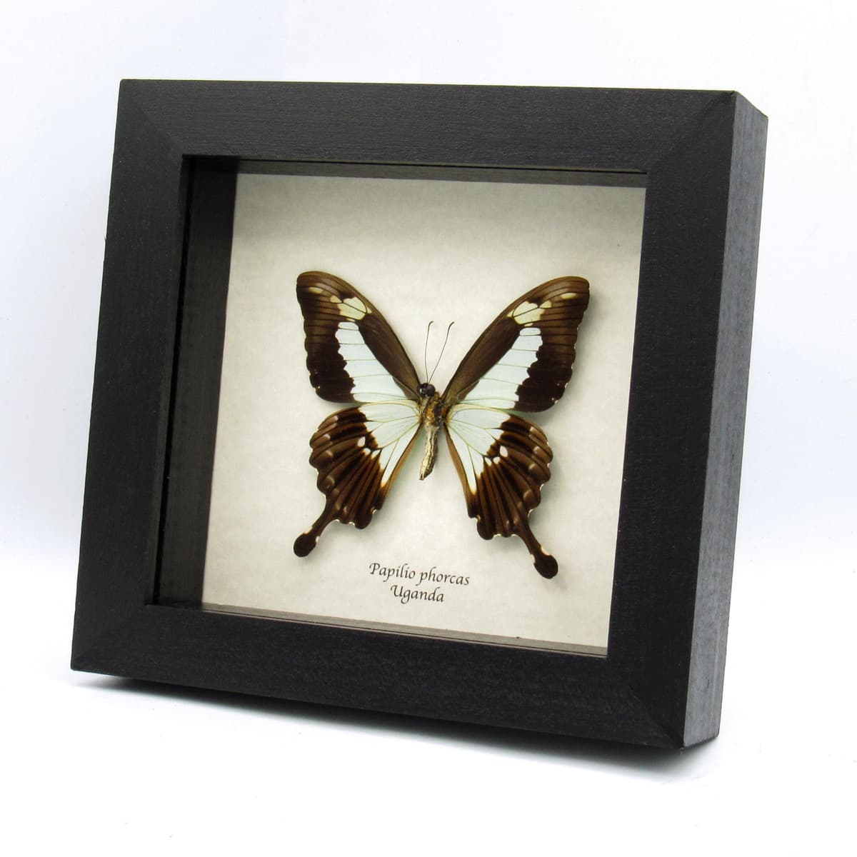 Real seafoam green butterfly framed taxidermy - Papilio phorcas