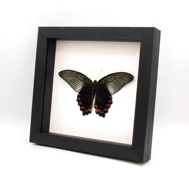 Real Giant Peacock Swallowtail butterfly framed taxidermy - Papilio dialis - Victorian mount