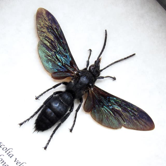 Real giant wasp framed taxidermy - Megascolia velutina