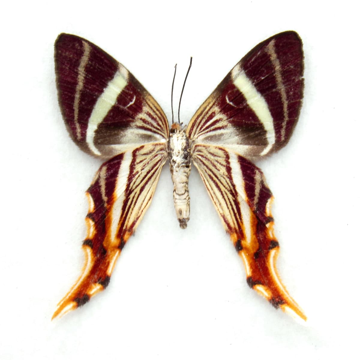 Rare Maroon Geometer moth framed taxidermy - Erateina staudingeri