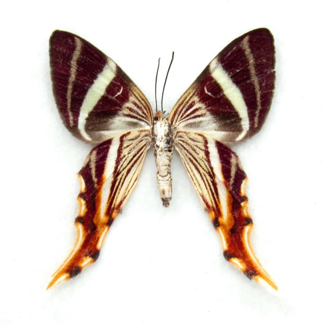 Rare Maroon Geometer moth framed taxidermy - Erateina staudingeri