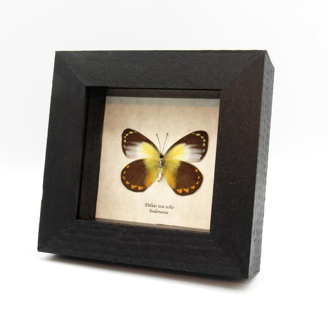 Real yellow Delias butterfly framed taxidermy - Delias isse echo - female