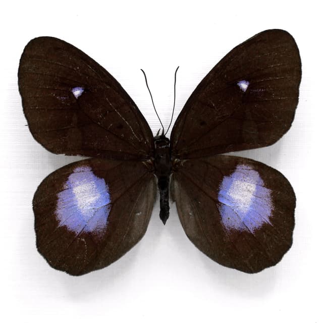 Real black and purple butterfly framed taxidermy - Pierella hortona
