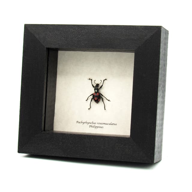 WEEVIL MANIA!  Real beetle framed taxidermy - Pachyrhynchus roseomaculatus