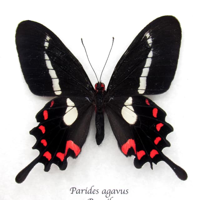 Rare red butterfly framed specimen - Parides agavus - large female - minor damage