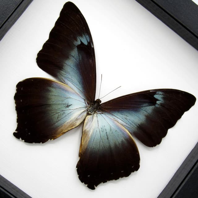 Real XL framed Blue Morpho butterfly taxidermy - Morpho cisseis gahua