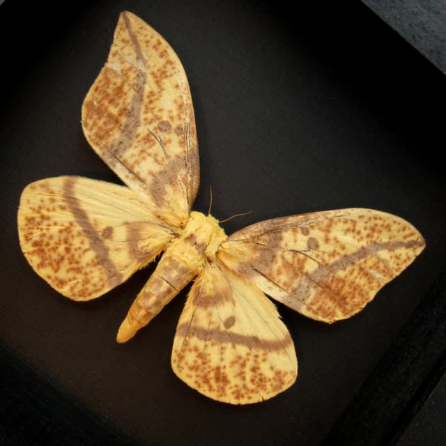 Real XL Imperial moth framed taxidermy - Eacles oslari - female