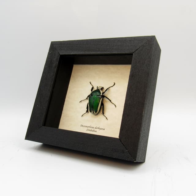 Green metallic Scarab beetle framed taxidermy - Dicronorhina derbyana - female