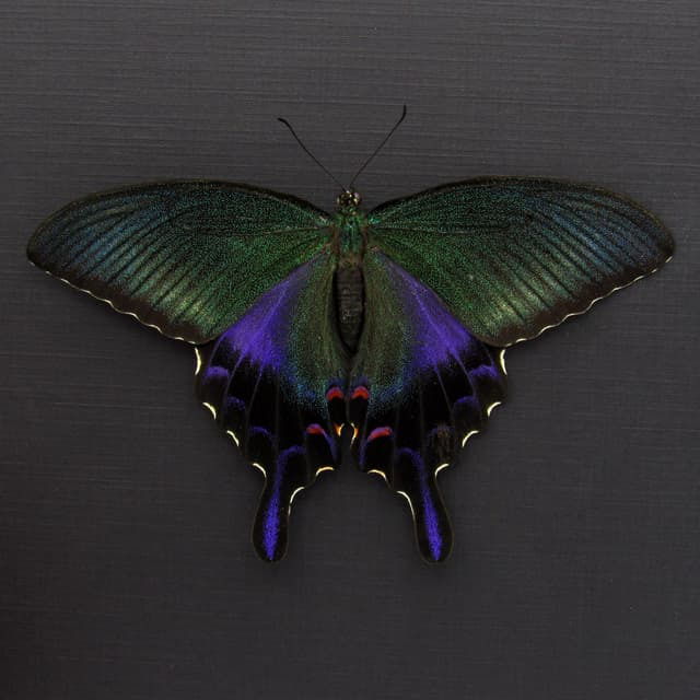 Rare XL black Peacock butterfly framed taxidermy - Papilio dehaani - large female - summer form - Victorian mount