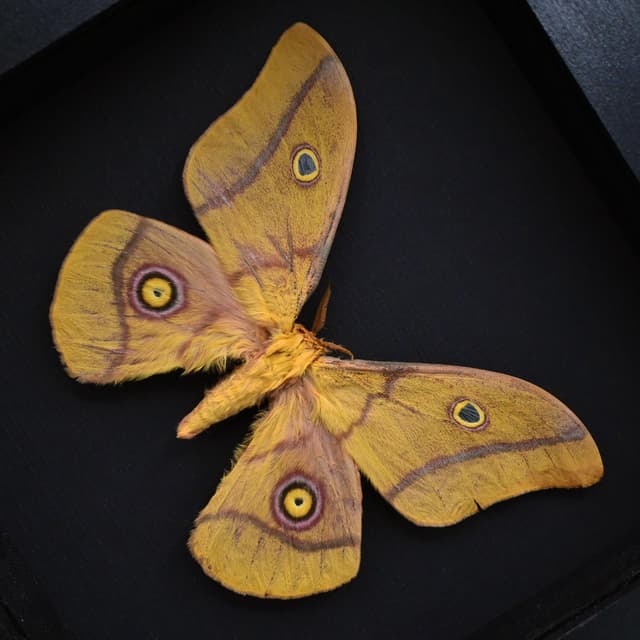 Real pink Giant Emperor moth framed taxidermy - Nudaurelia krucki - minor damage