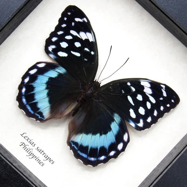 Real blue butterfly framed taxidermy - Lexias satrapes - large female