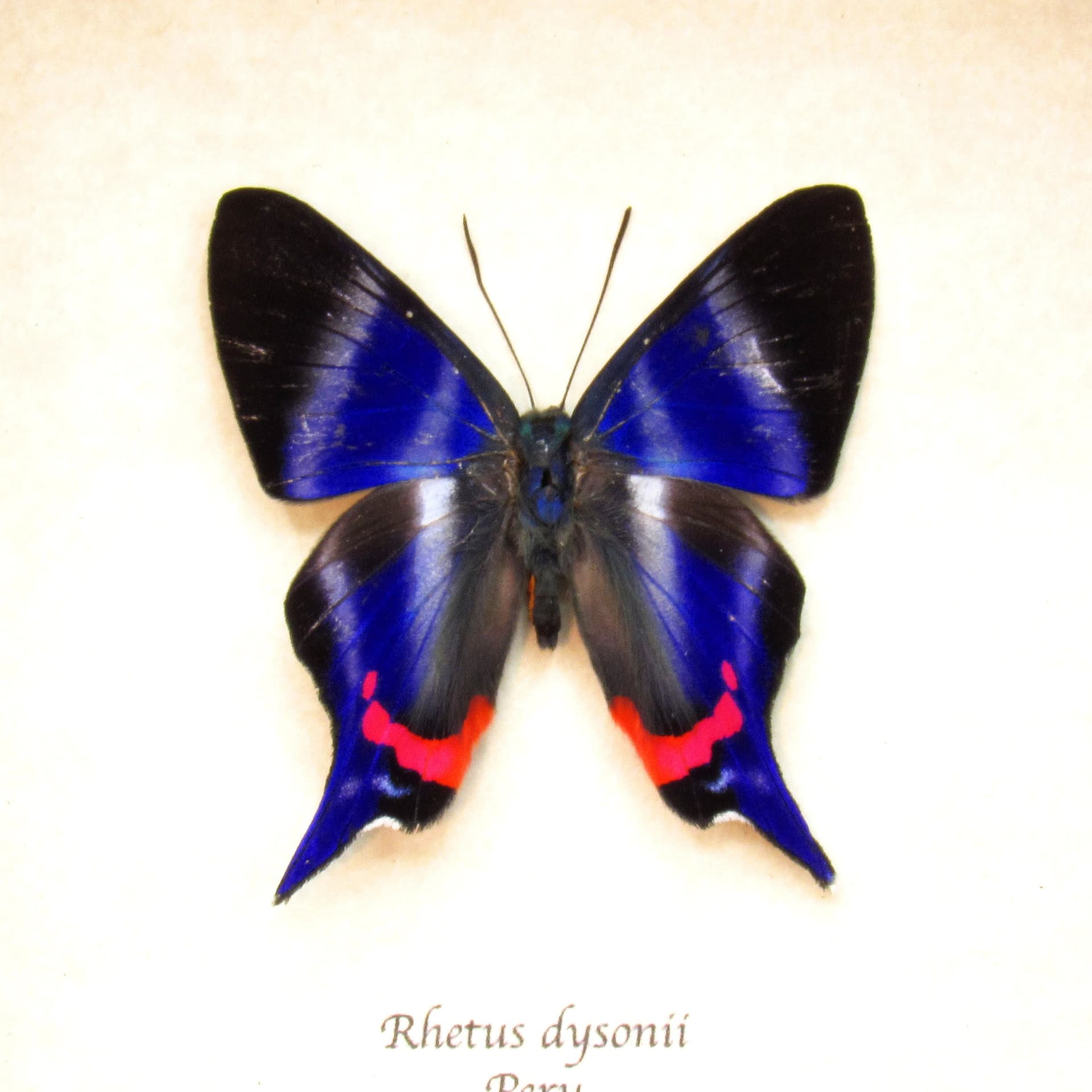 Real Metalmark butterfly framed taxidermy - Rhetus dysonii