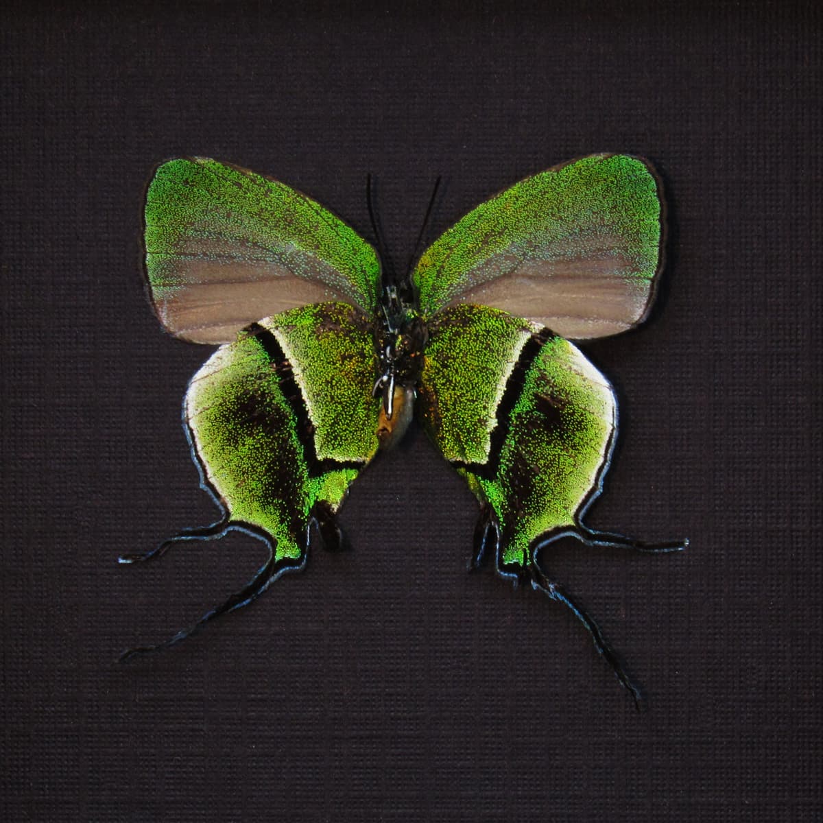 Rare metallic green Hairstreak butterfly framed taxidermy - Arcas cypria