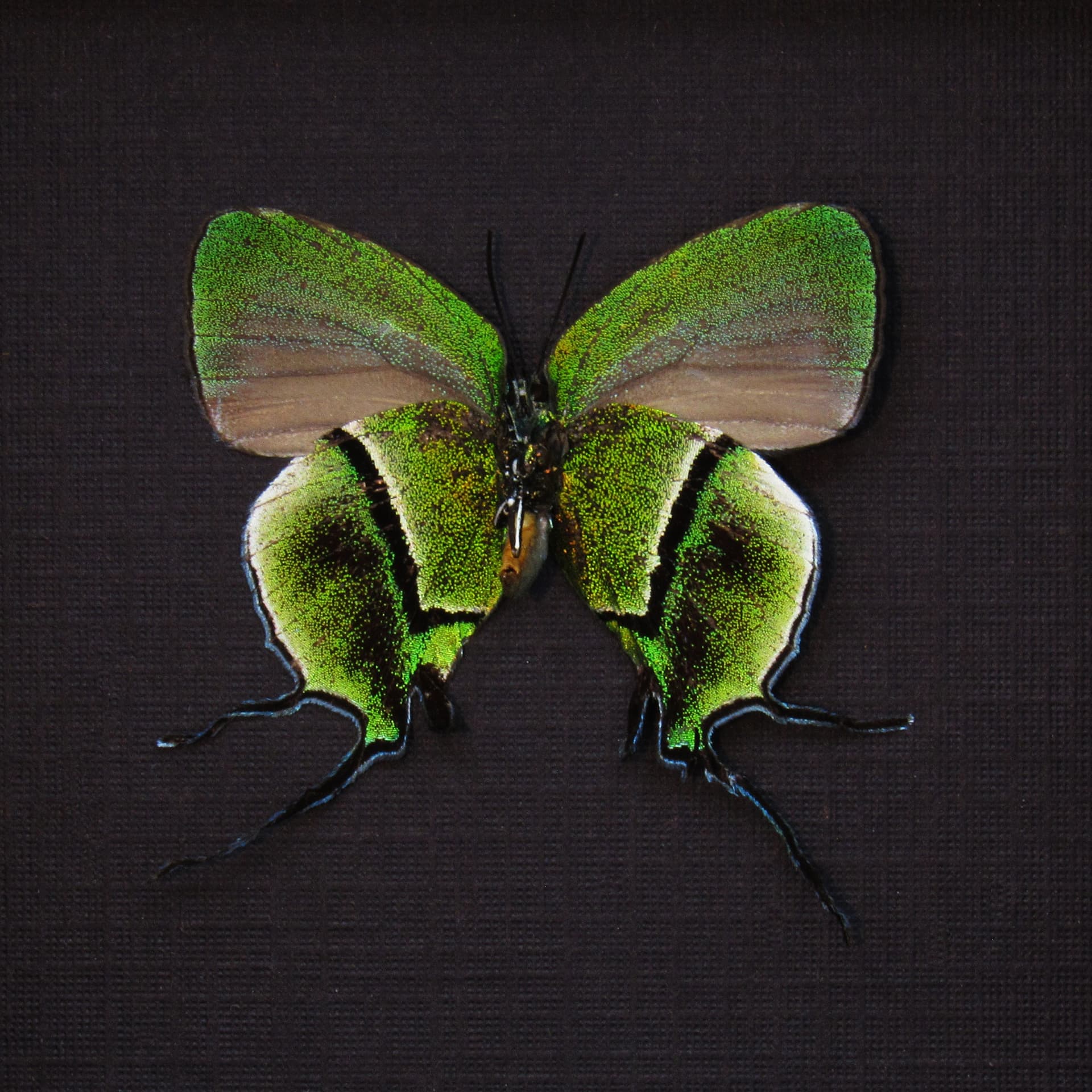 Rare metallic green Hairstreak butterfly framed taxidermy - Arcas cypria
