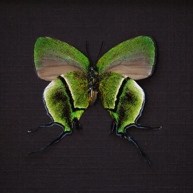 Rare metallic green Hairstreak butterfly framed taxidermy - Arcas cypria