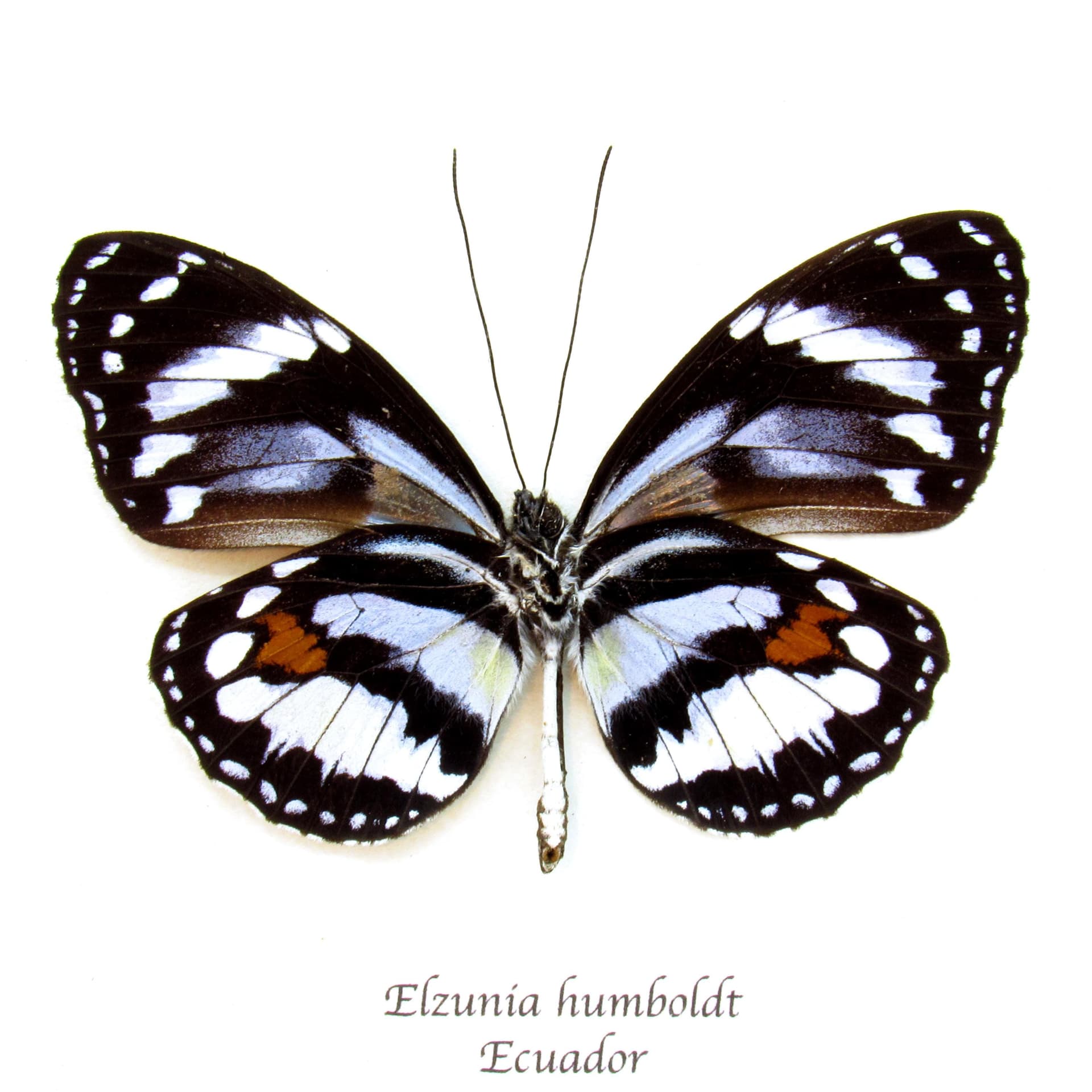 Real butterfly framed taxidermy - Elzunia humboldt