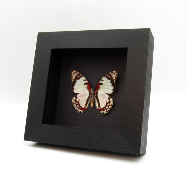 Real red and pale pink butterfly framed taxidermy - Graphium endochus