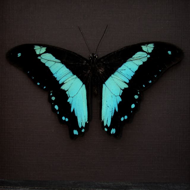 Real metallic butterfly framed taxidermy - Papilio bromius - Victorian mount