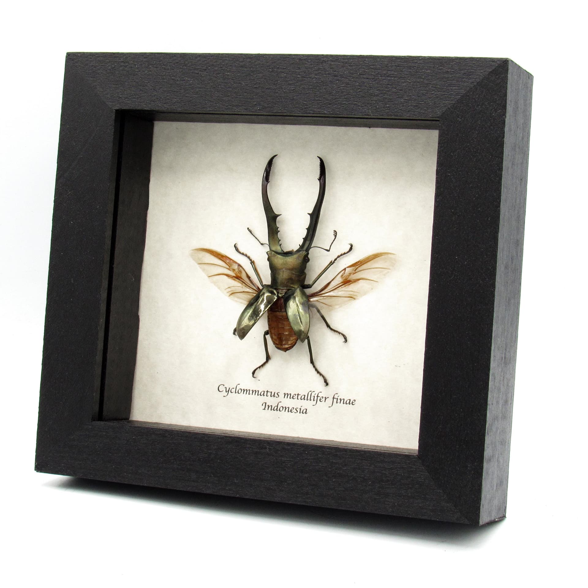 Real Stag beetle framed taxidermy - Cyclommatus metallifer finae