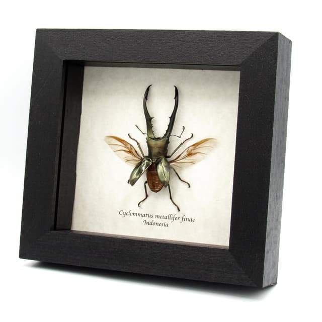 Real Stag beetle framed taxidermy - Cyclommatus metallifer finae