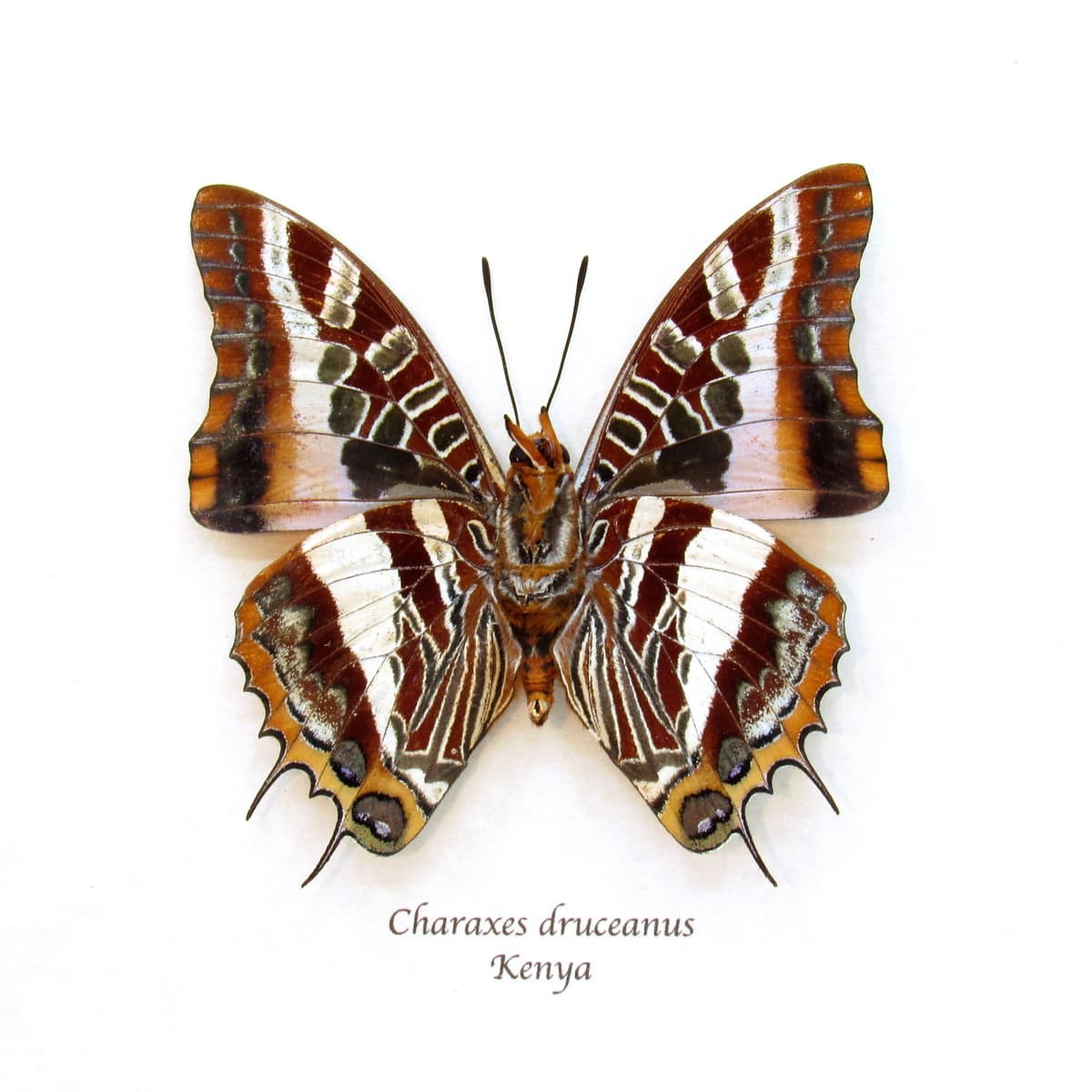 Rare Silver Barred Charaxes butterfly framed taxidermy - Charaxes druceanus