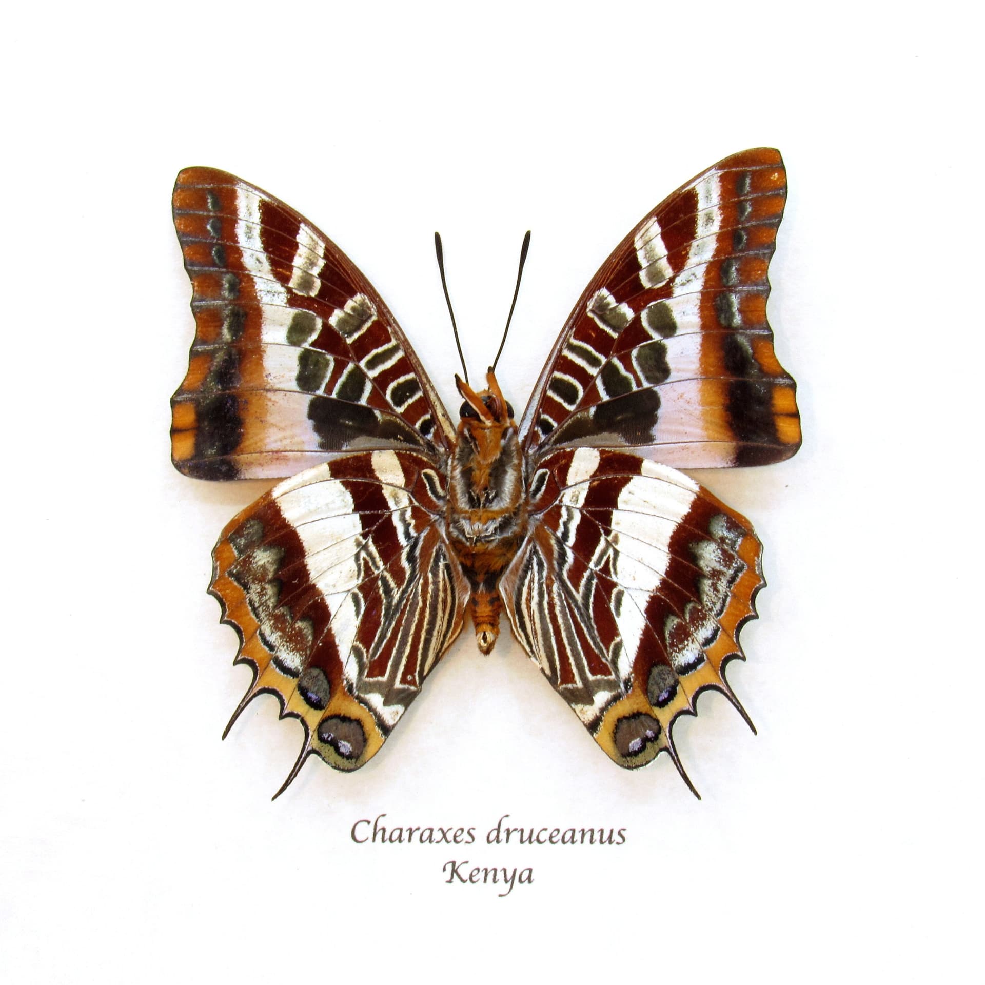 Rare Silver Barred Charaxes butterfly framed taxidermy - Charaxes druceanus