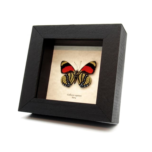 Real red framed butterfly taxidermy - Callicore cajetani