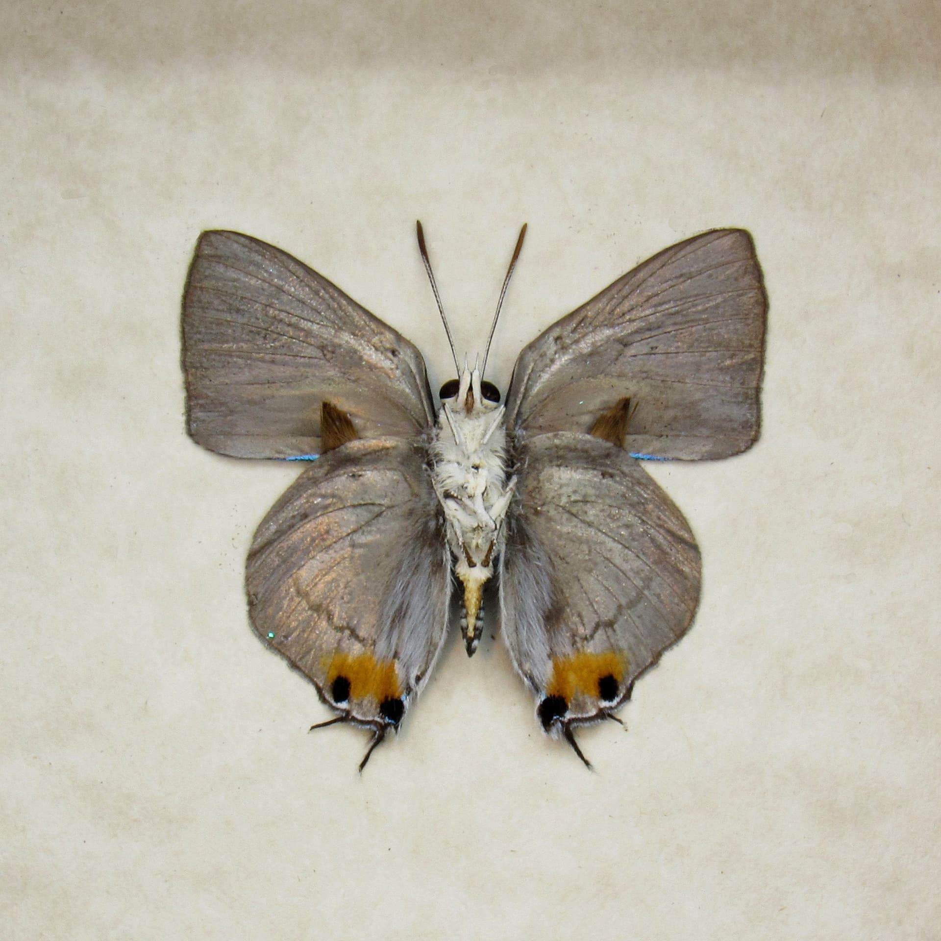 Rare metallic Silver Royal butterfly framed taxidermy - Ancema blanka