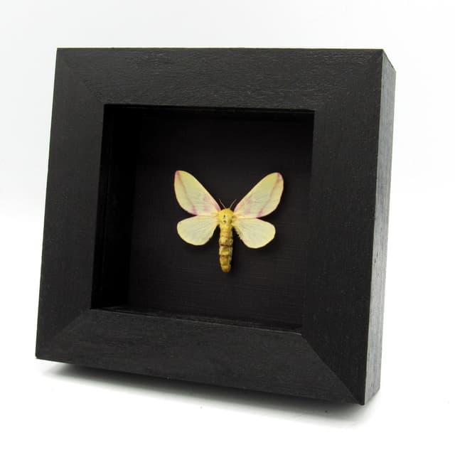Real pink Rosy Maple moth framed taxidermy - Dryocampa rubicunda - large female