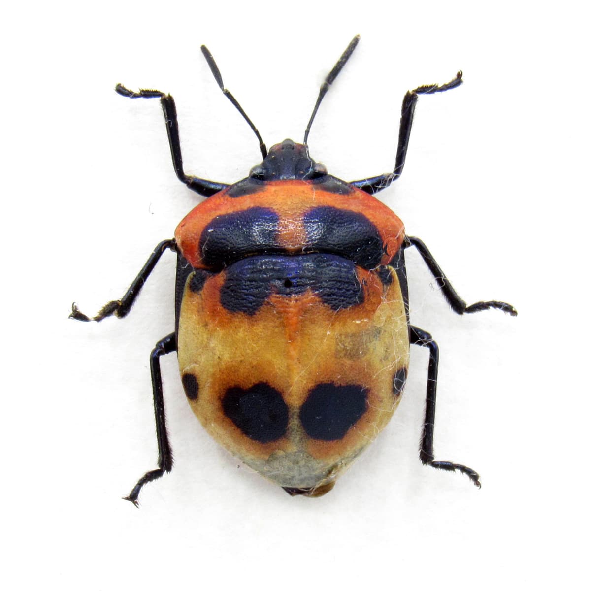 Real Shield bug framed taxidermy - Scutelleridae species