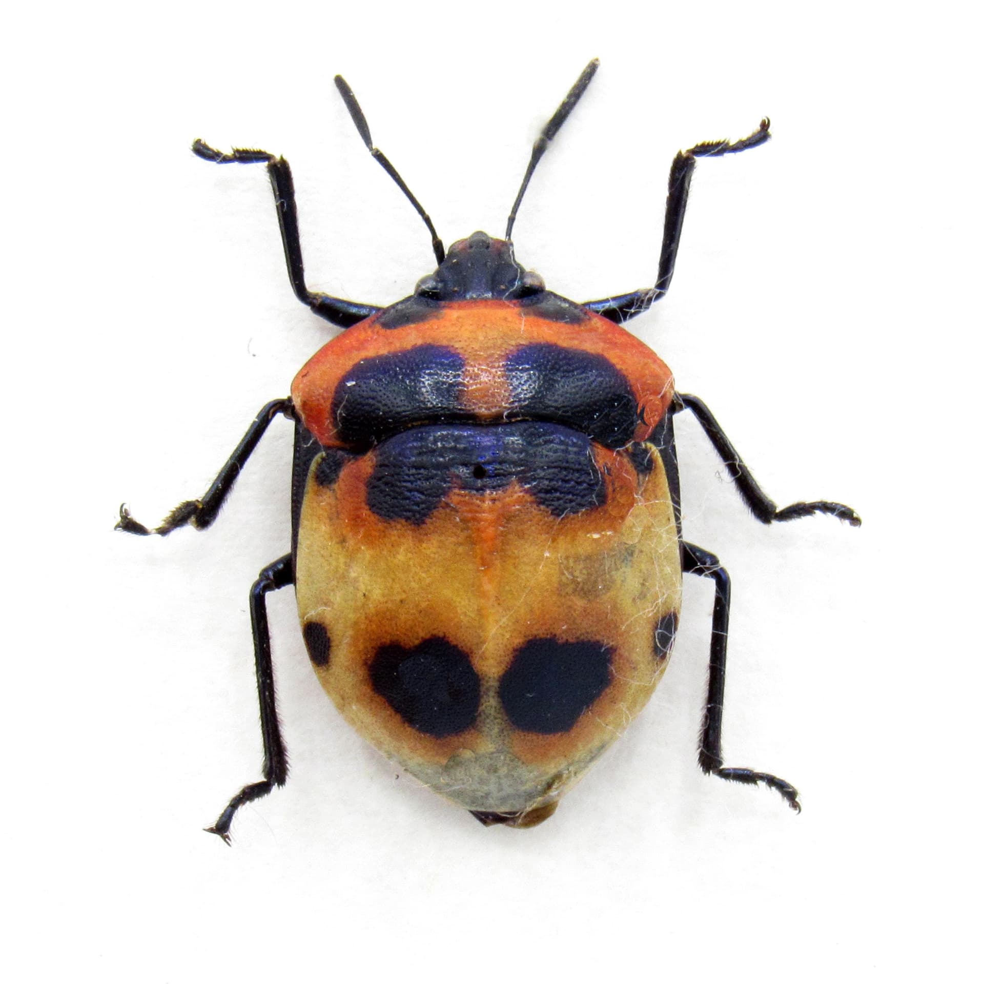 Real Shield bug framed taxidermy - Scutelleridae species