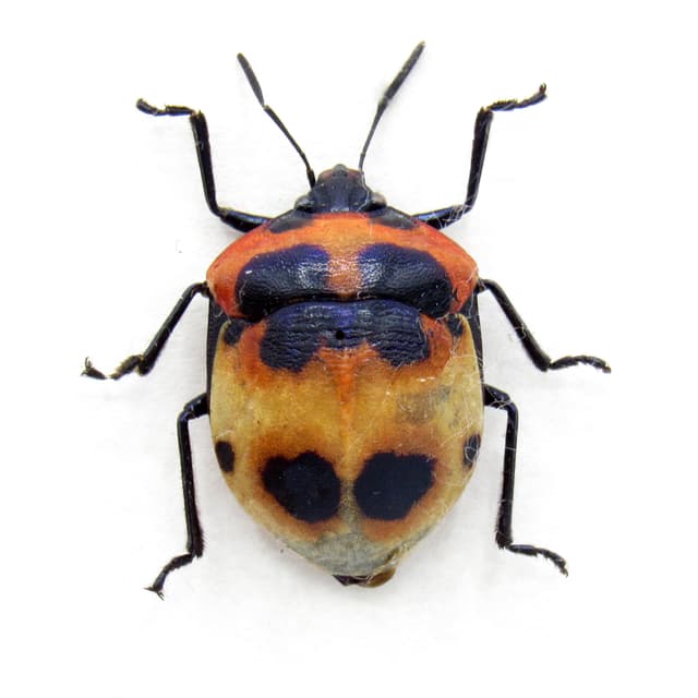 Real Shield bug framed taxidermy - Scutelleridae species