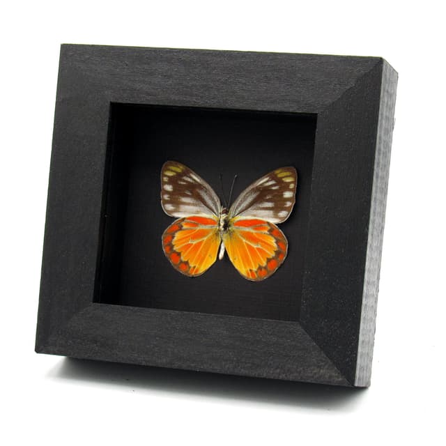 Real orange butterfly framed taxidermy - Cepora temena