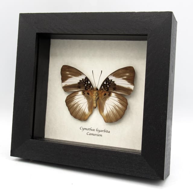 Real large African Glider butterfly framed - Cymothoe hyarbita - female