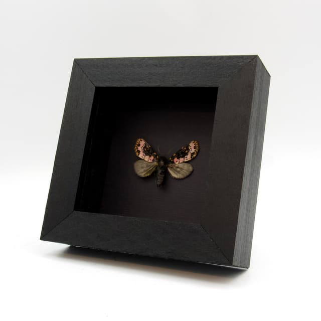 Rare pink Convict moth framed taxidermy - Xanthopastis timais