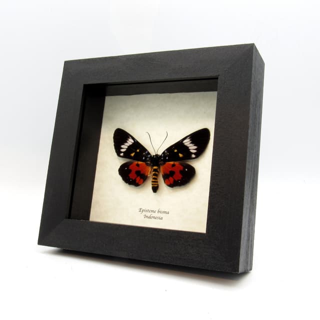 Real red Noctuid moth framed taxidermy - Episteme bisma