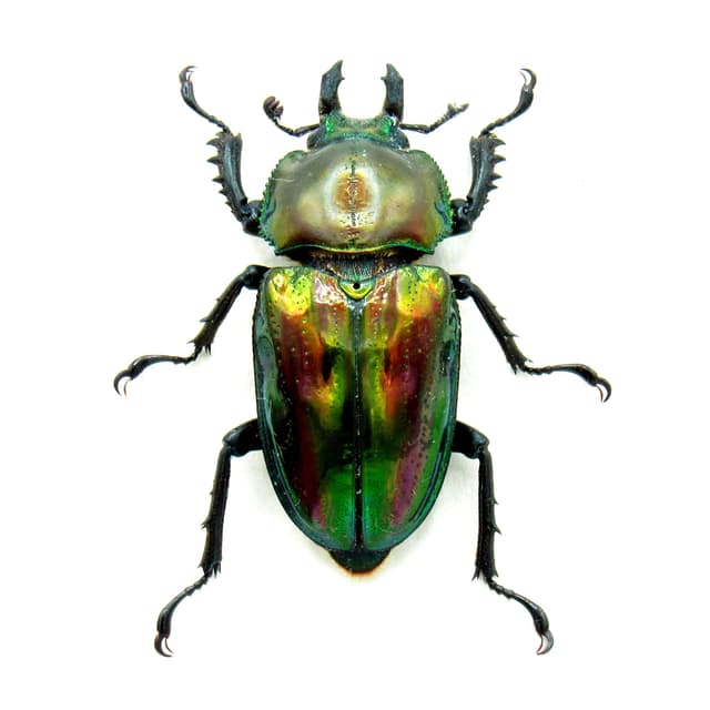 Rare Rainbow Stag beetle framed taxidermy - Phalacrognathus muelleri - large female