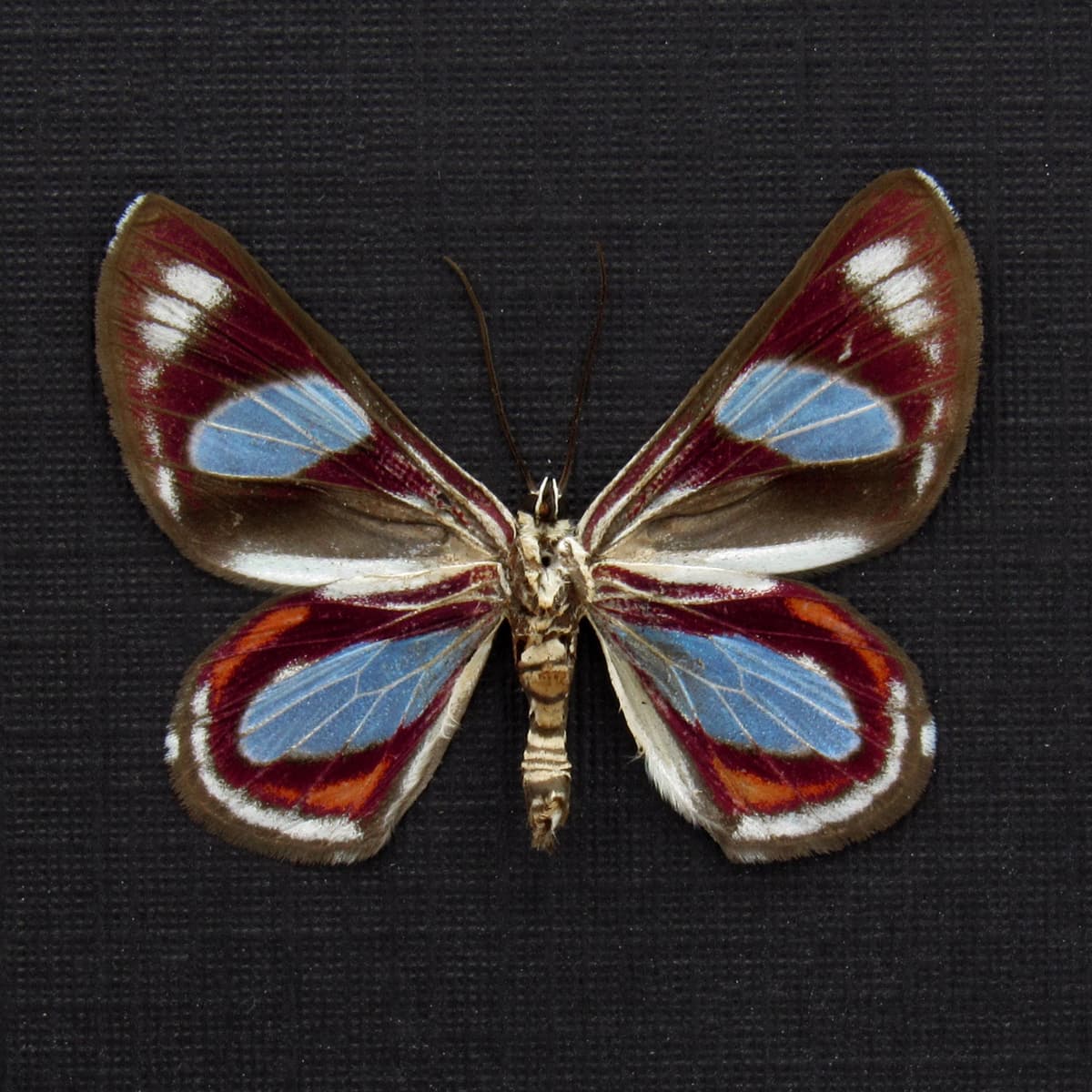 Rare Maroon Geometer moth framed taxidermy - Erateina species