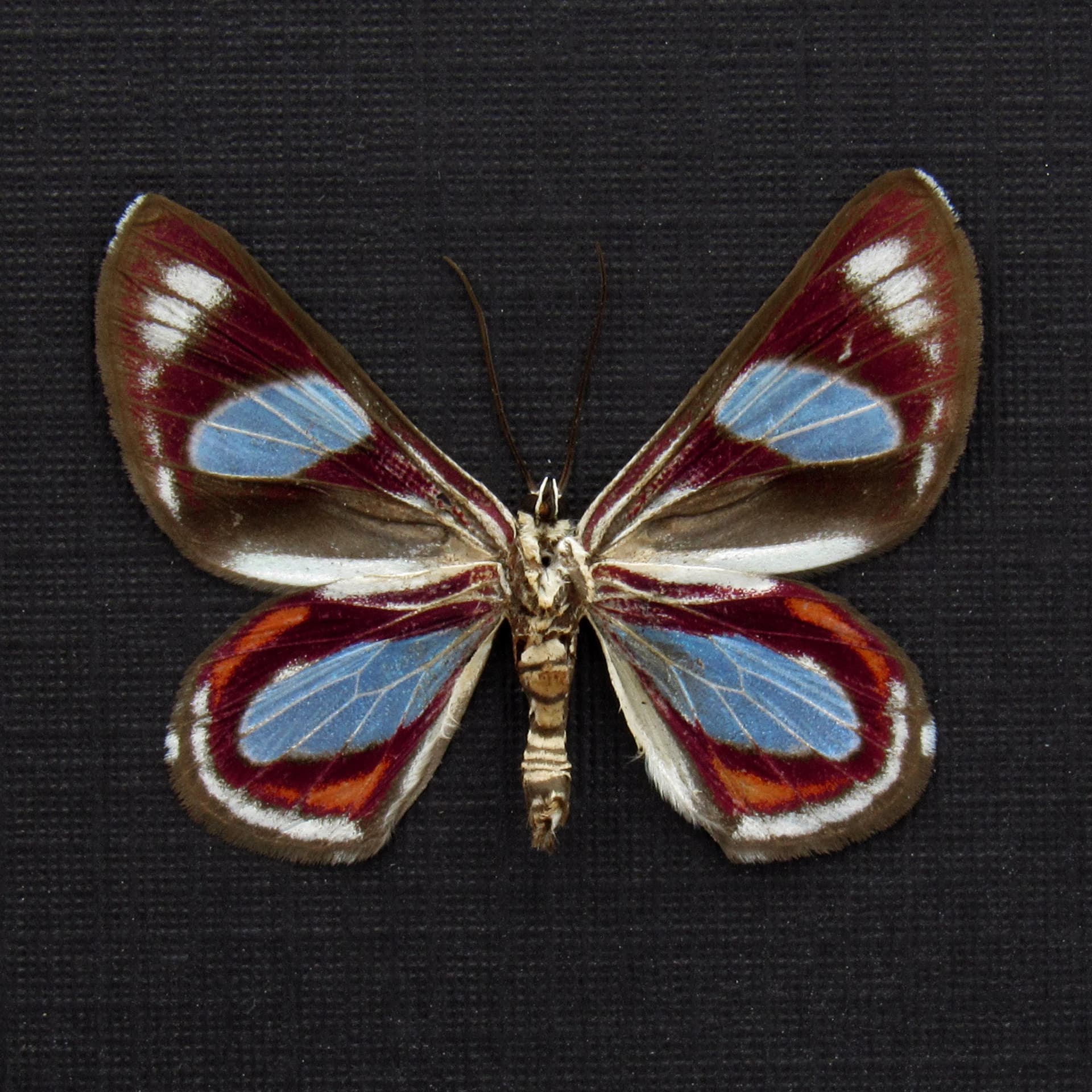 Rare Maroon Geometer moth framed taxidermy - Erateina species
