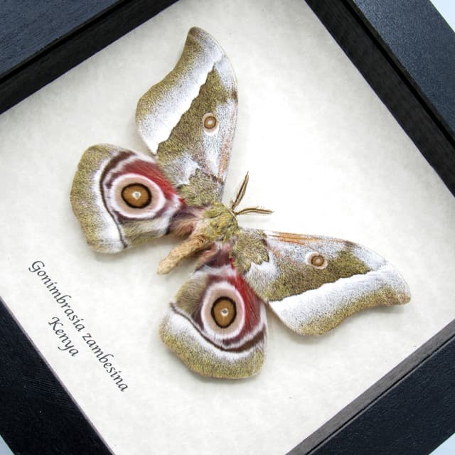 Real Saturn moth framed taxidermy - Gonimbrasia zambesina