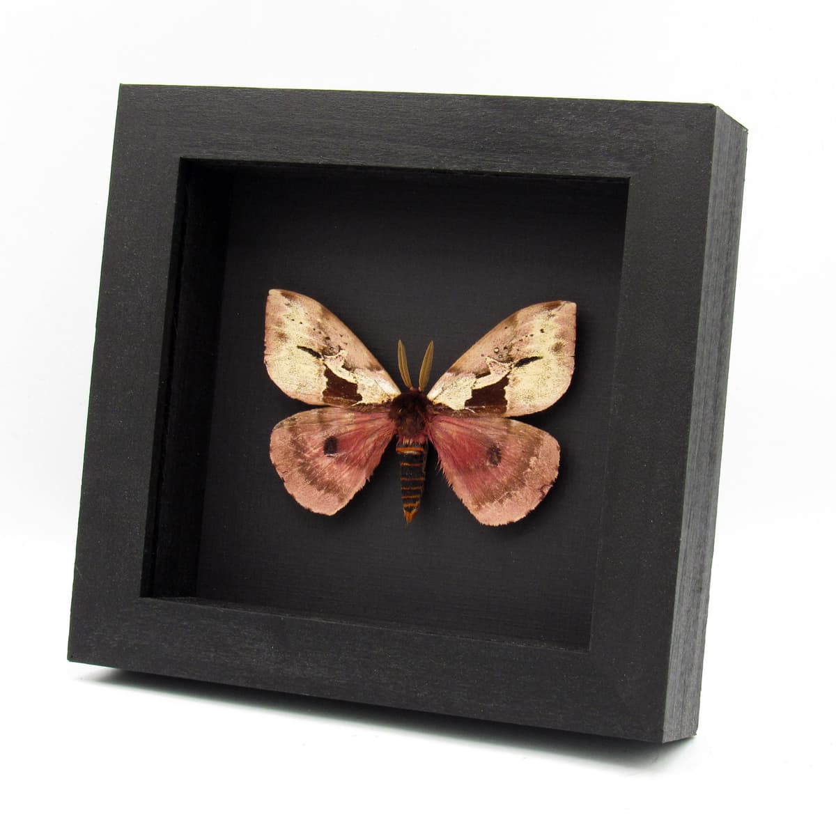 Rare pink Saturn moth framed taxidermy - Dirphia multicolor - large - repaired