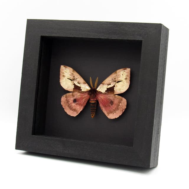 Rare pink Saturn moth framed taxidermy - Dirphia multicolor - large - repaired