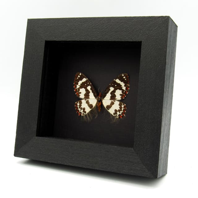 Rare hairy white moth framed specimen - Pterothysanus laticilia