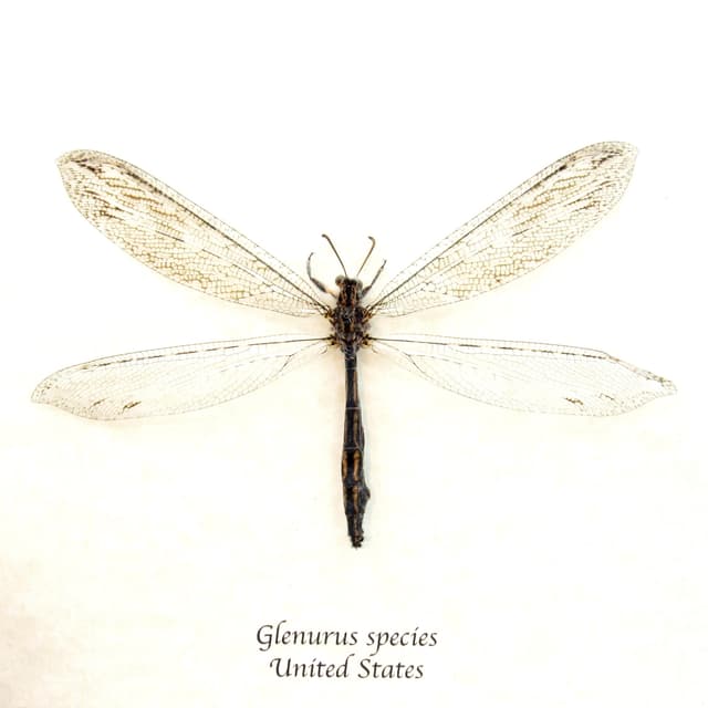 Real Giant Antlion framed taxidermy - Glenurus species