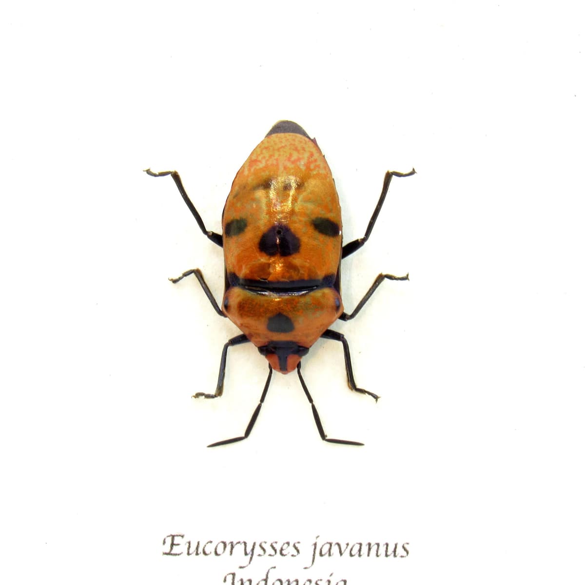 Real bug that looks like a Halloween mask framed taxidermy - Eucorysses javanus