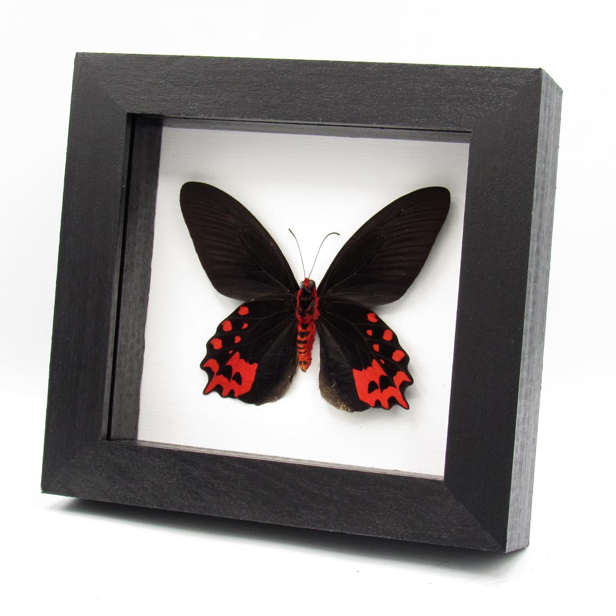 Real Vampire butterfly framed taxidermy - Atrophaneura semperi albofasciata