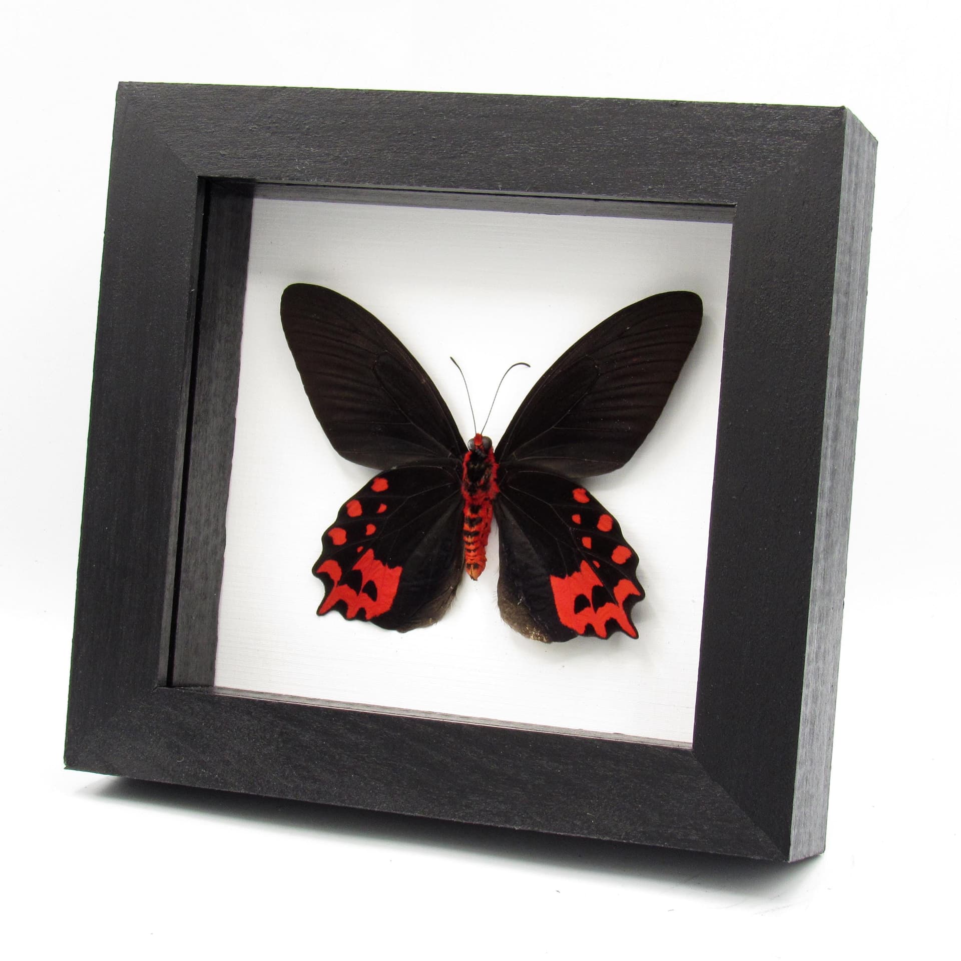 Real Vampire butterfly framed taxidermy - Atrophaneura semperi albofasciata